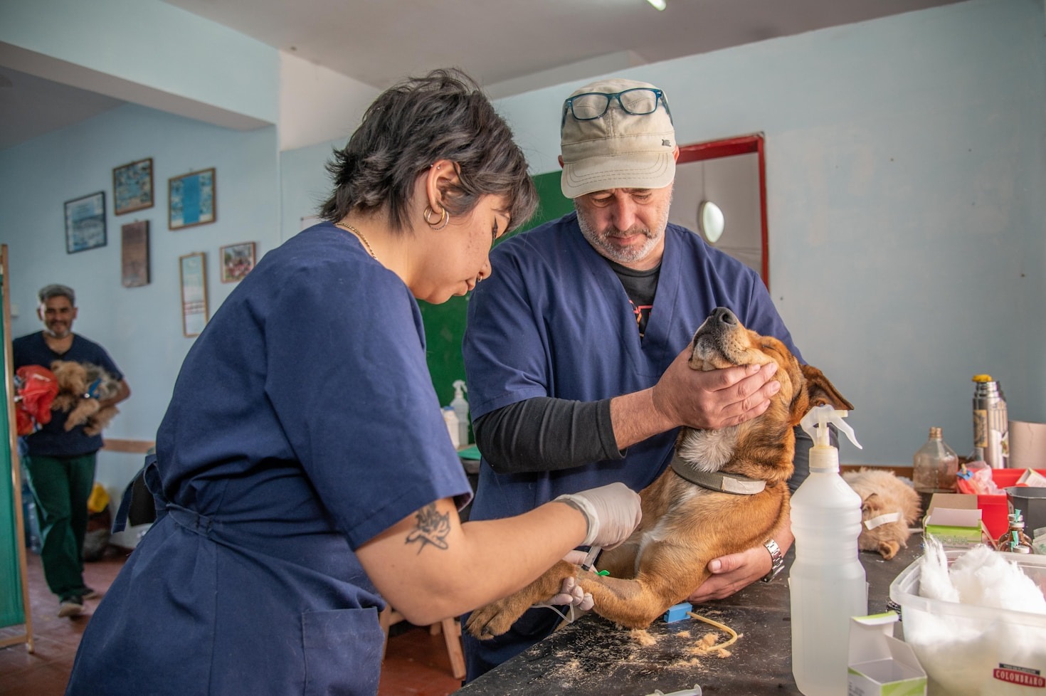 Como identificar sinais de estresse em cães