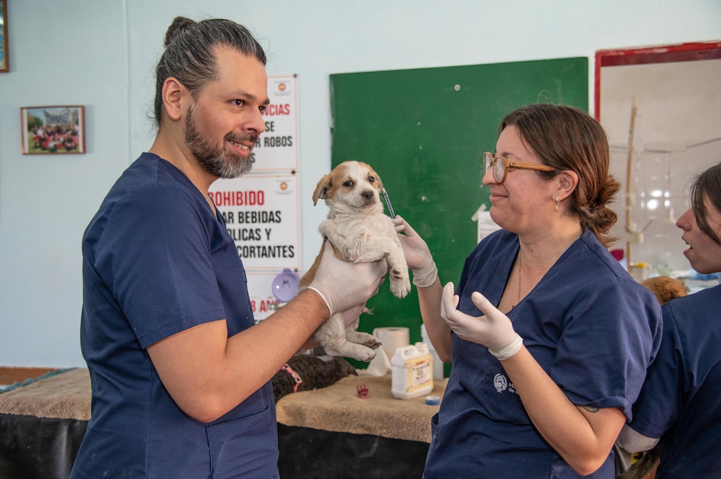 Guia completo de alimentação natural para pets