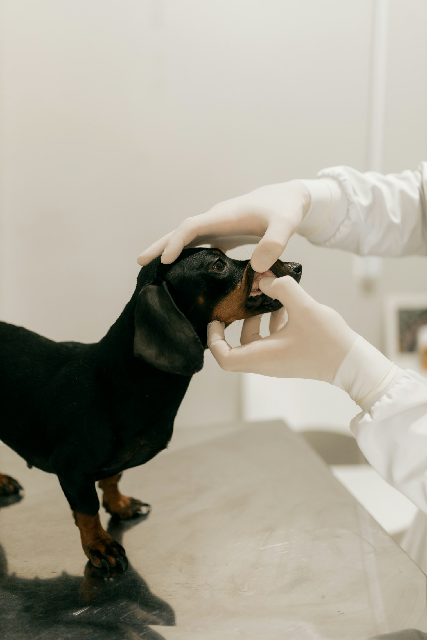 Dicas essenciais para filhotes em casa nova