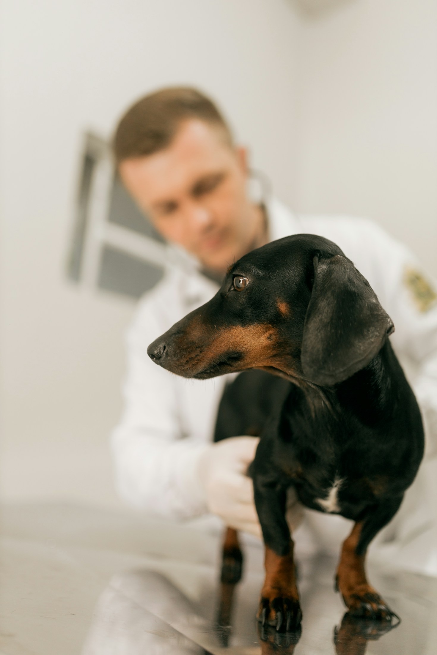 Como preparar sua casa para pets idosos