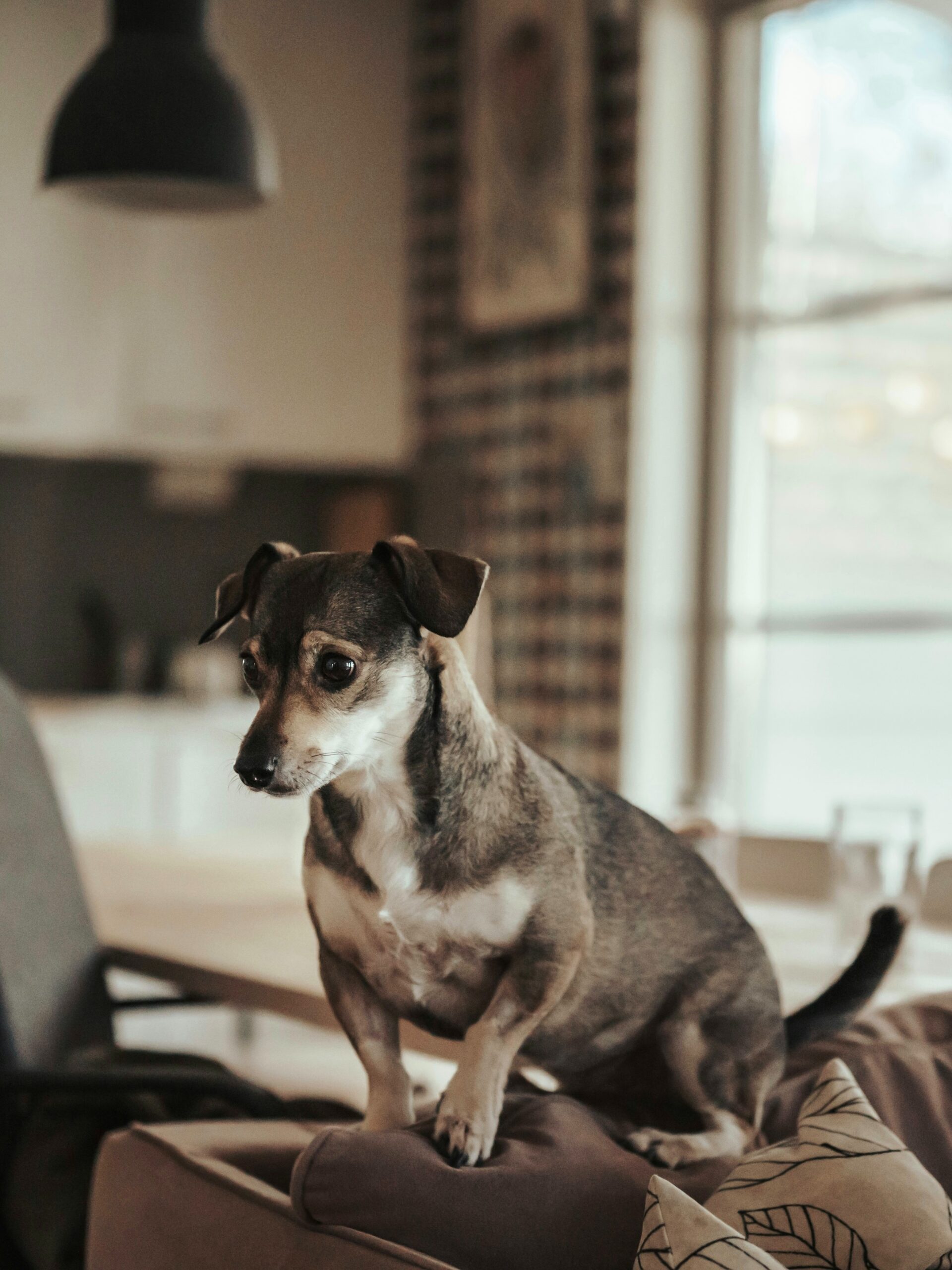 As melhores tecnologias para Pets.